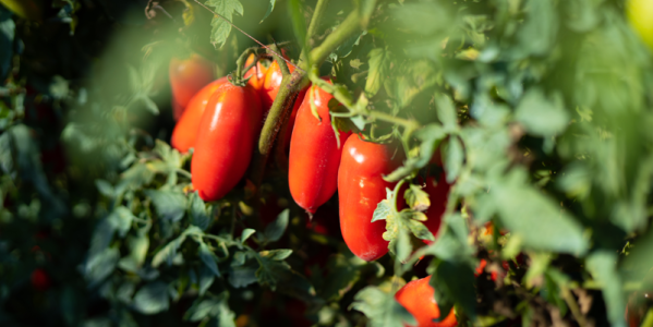 Ricette con pomodori San Marzano DOP