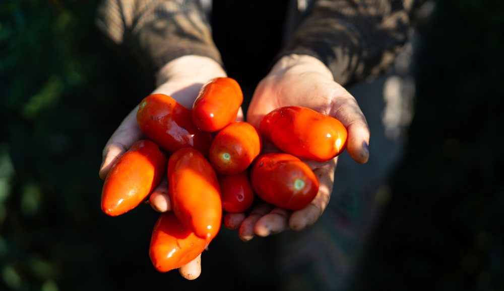 Ricetta con polpa di pomodoro Manfuso