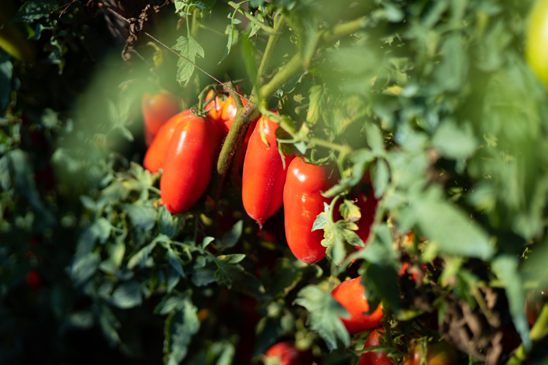 Ricette con pomodori San Marzano DOP
